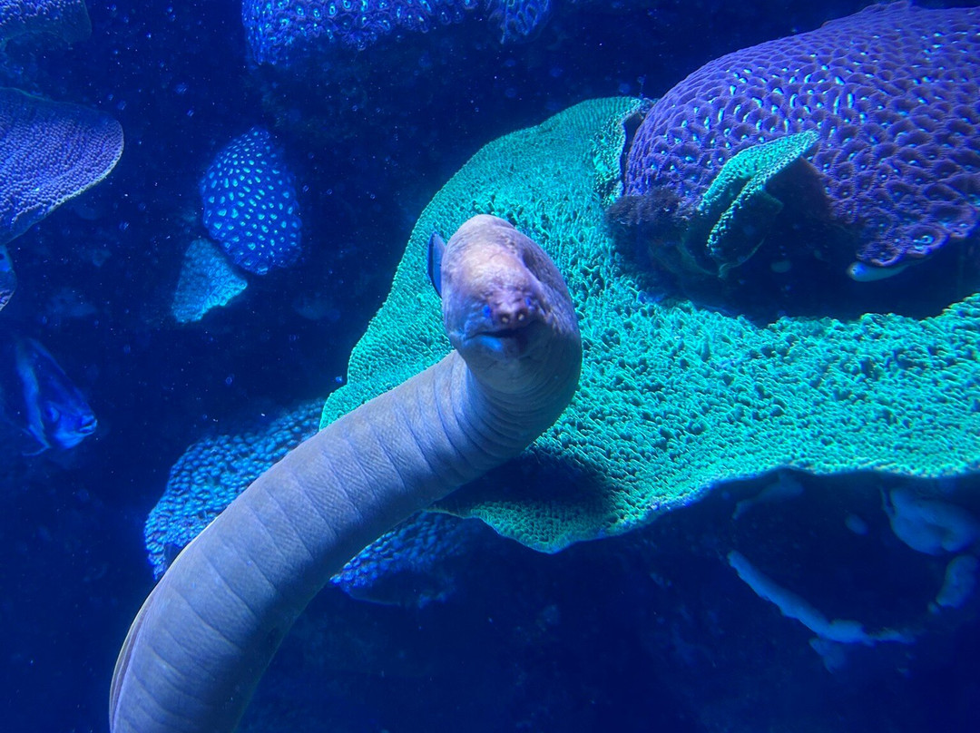 AQWA The Aquarium Of Western Australia-拉瑞斯必去景点