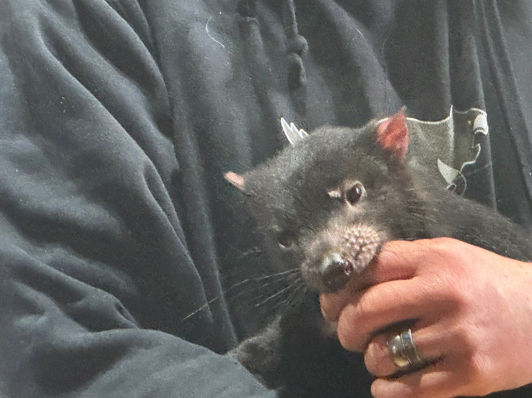 袋獾摇篮山-Cradle Mountain必去景点