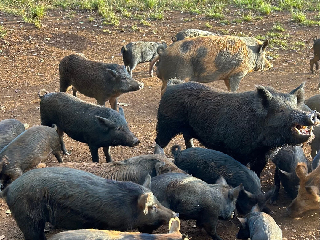 Kauai Safaris-利胡埃必去景点