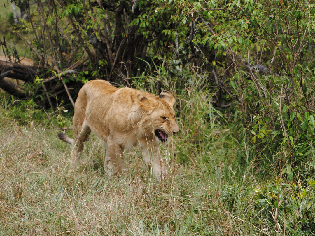 Morningstar Tours and Travel-Syokimau必去景点
