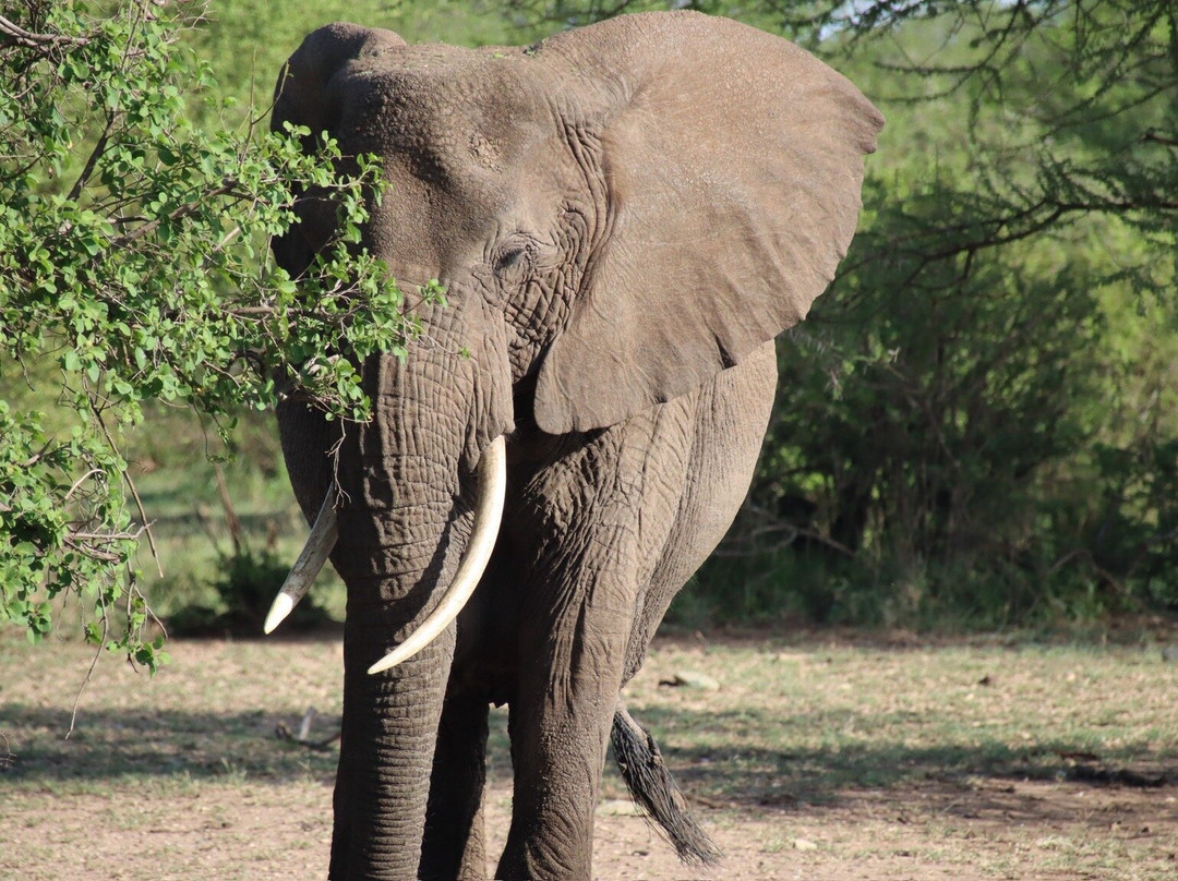 Tansania Reiseabenteuer SDL GmbH-柏林必去景点