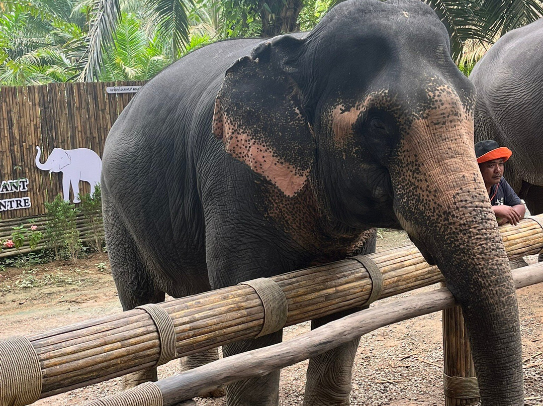 Khao Sok Elephant Sanctuary-拷索国家公园必去景点