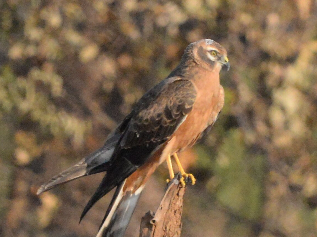 Avocet & Peregrine (Birding & Bird Photography)-巴拿吉必去景点