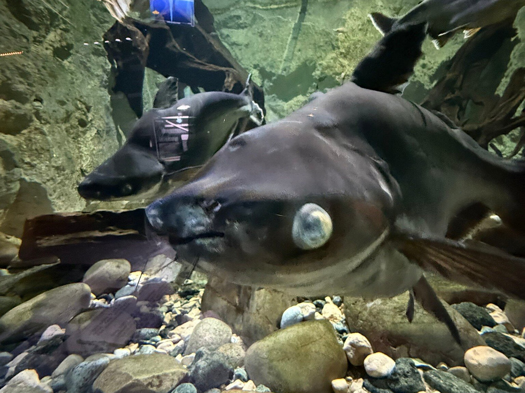 Aquarium du Limousin-利摩日必去景点