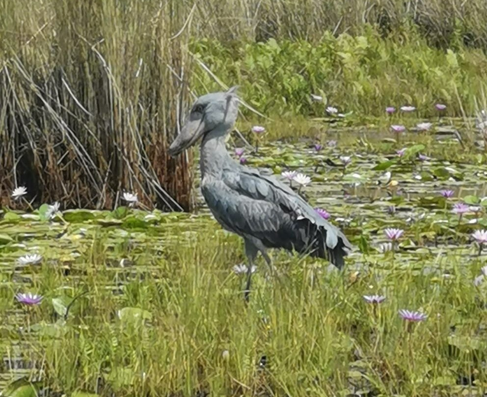 PETNAH AFRICA TOURS-坎帕拉必去景点