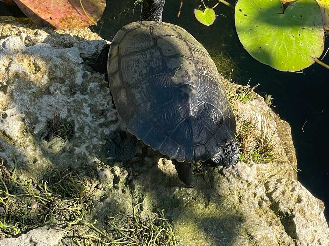 Leon Levy Native Plant Preserve-伊柳塞拉必去景点