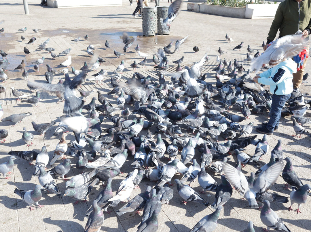 穆罕默德五世广场-卡萨布兰卡必去景点