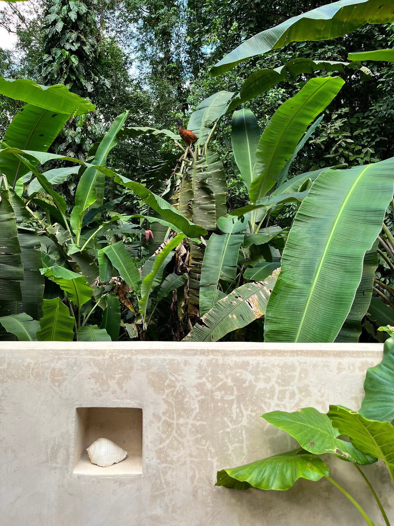 Golfo Dulce Retreat-官方