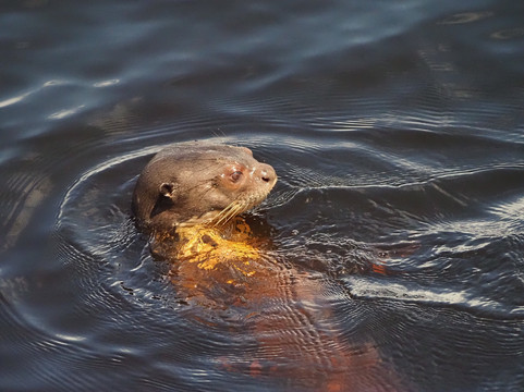Neblina Forest-基多必去景点