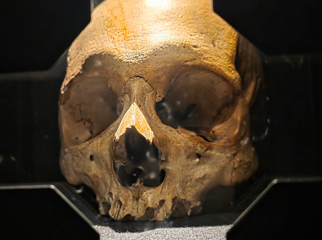 Pokrajinski muzej Celje-Celje必去景点