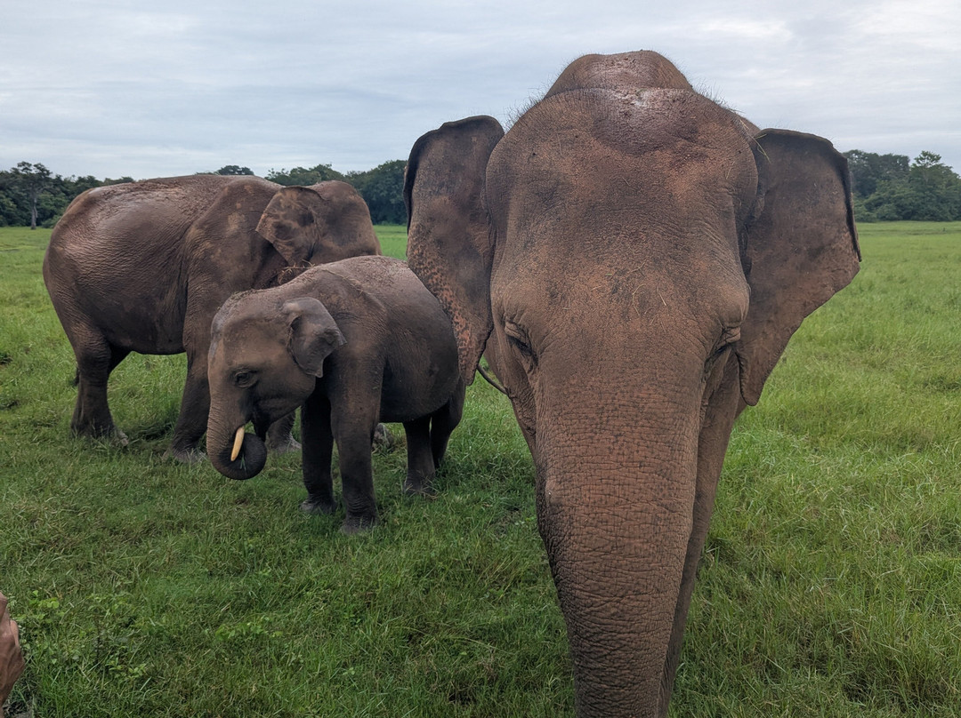 Sri Lanka Driver Tours-Yatiyana必去景点