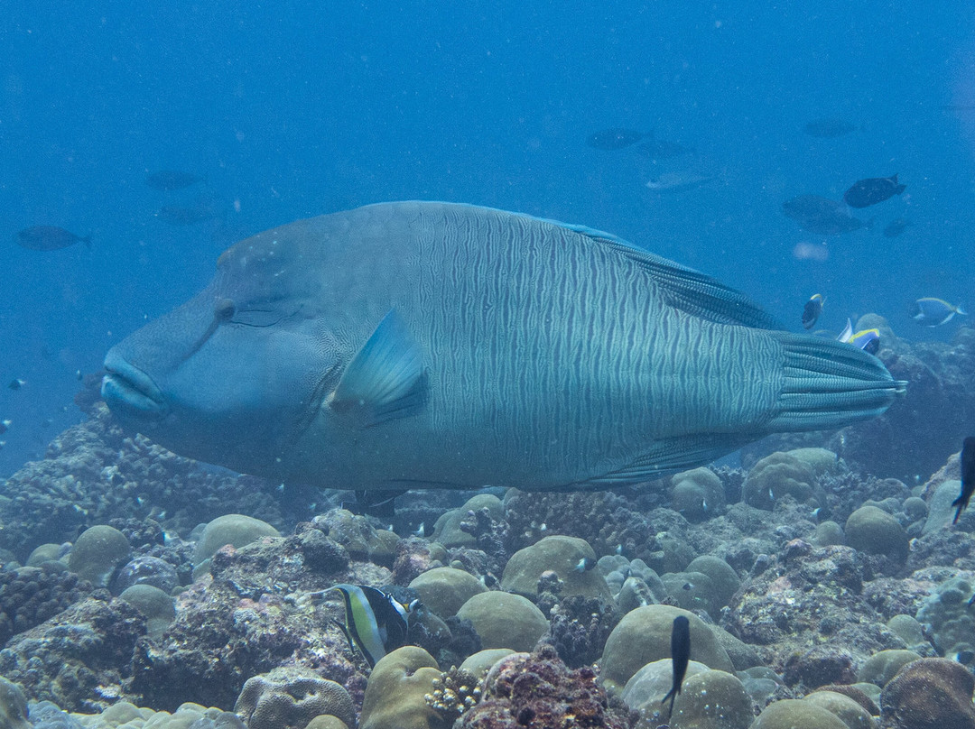DivePoint Rannalhi-绚丽岛必去景点