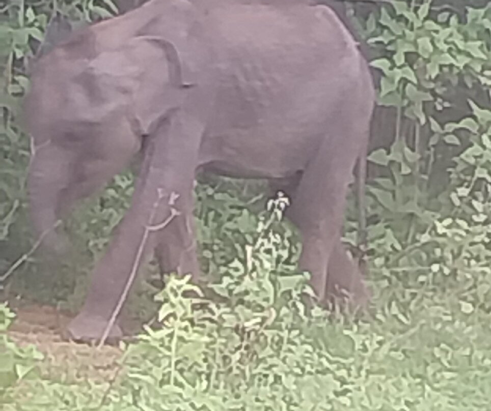 Udawalawe National Park Safari-乌达瓦拉瓦必去景点