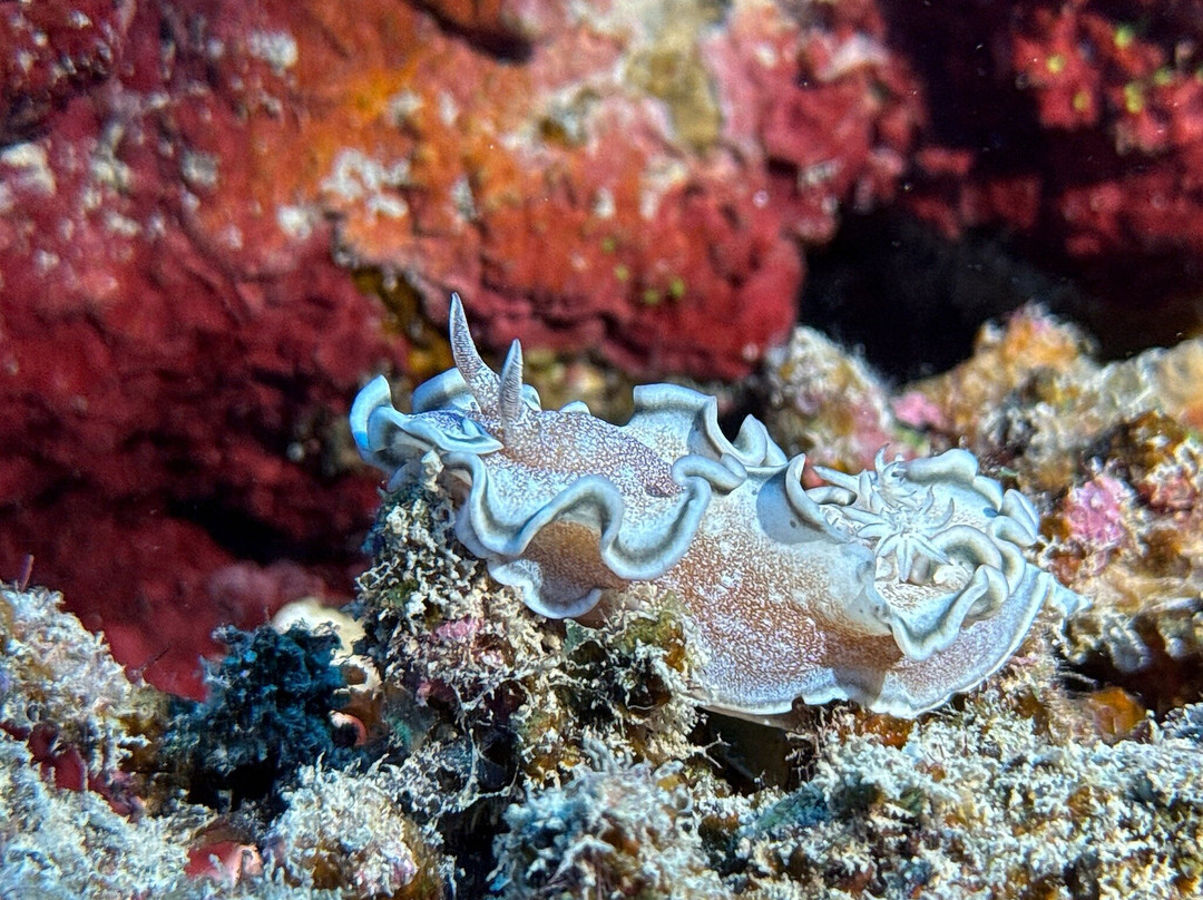 Extra Divers Worldwide El Quseir-艾尔可西利亚必去景点