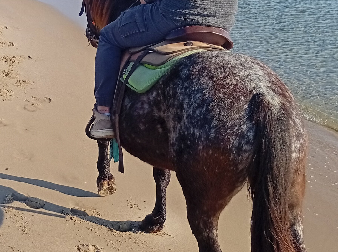 Family Horses 373-5361953-Marina di Ginosa必去景点