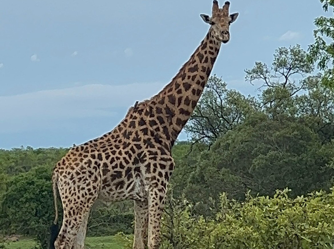 Honeyguide Tented Safari Camps - Mantobeni