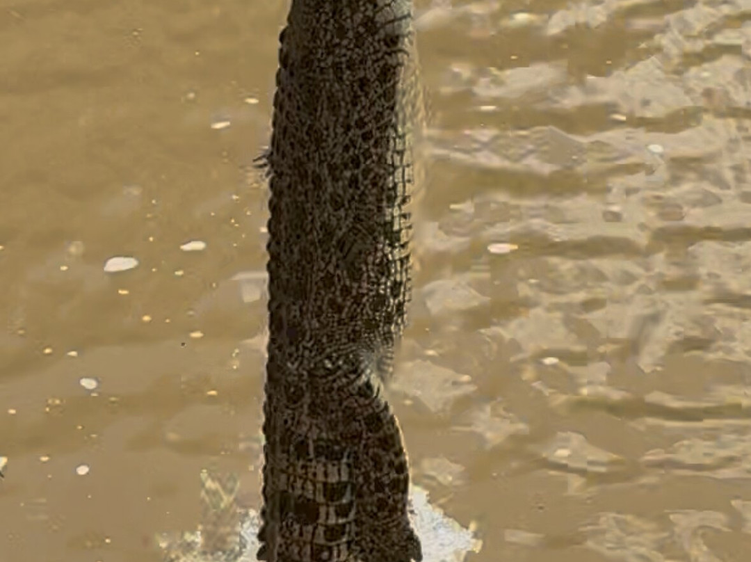 Spectacular Jumping Crocodile Cruise-达尔文市必去景点