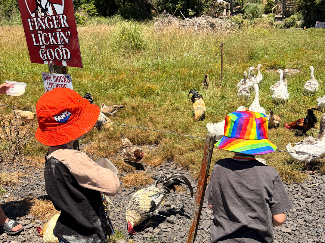 Awakeri Rail Adventures-法卡塔尼必去景点