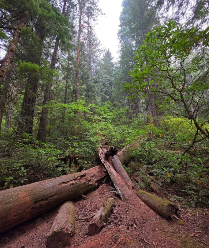 Toketee Falls-火山湖国家公园必去景点