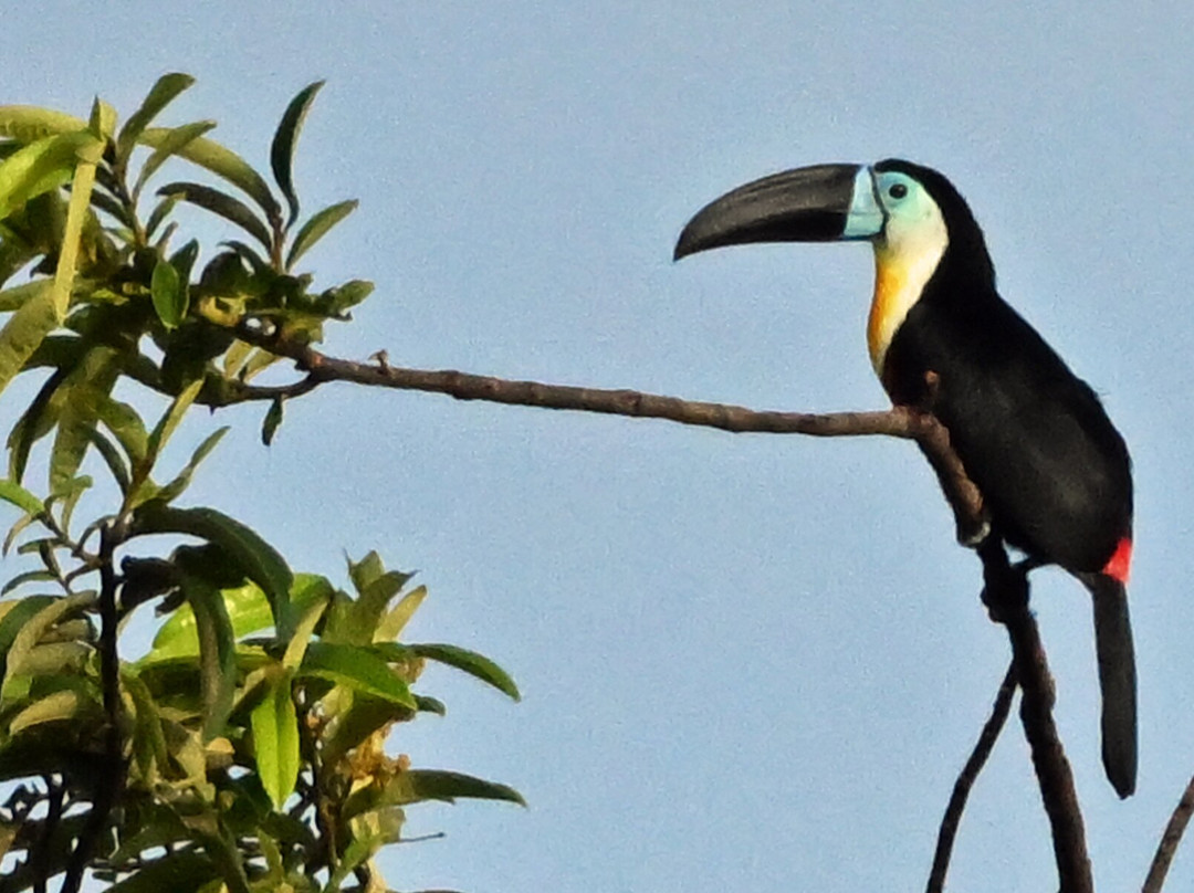 Nariva Swamp-特立尼达必去景点