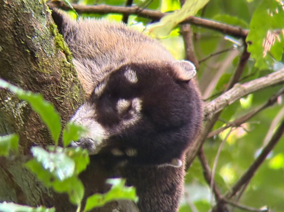 Pacific jungle adventures-克波斯必去景点