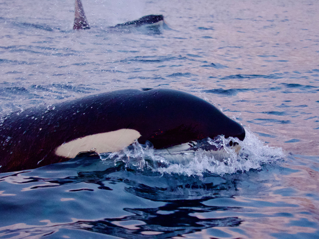 Majestic Whale Encounters-Foa Island必去景点