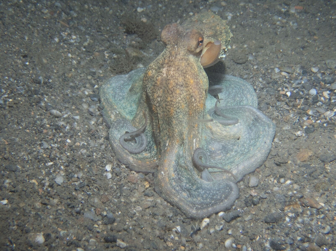 Black Frog Divers-托罗克斯必去景点