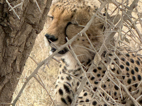 Buhaya Trekking Safaris-阿鲁沙必去景点