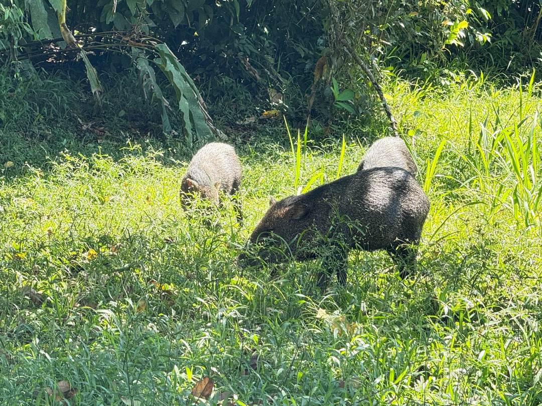 Osa Green Travel-希门尼斯港必去景点