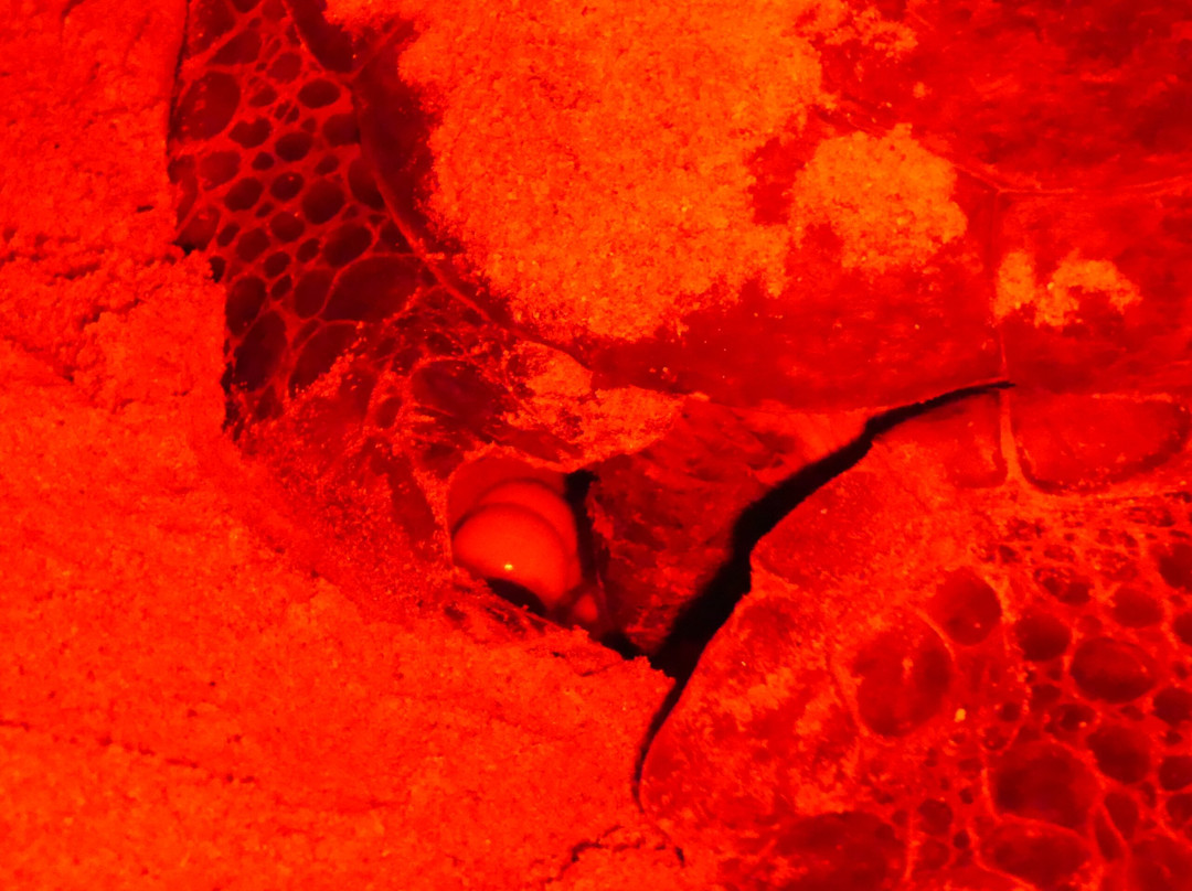 Soumare Tour-开普史基林必去景点