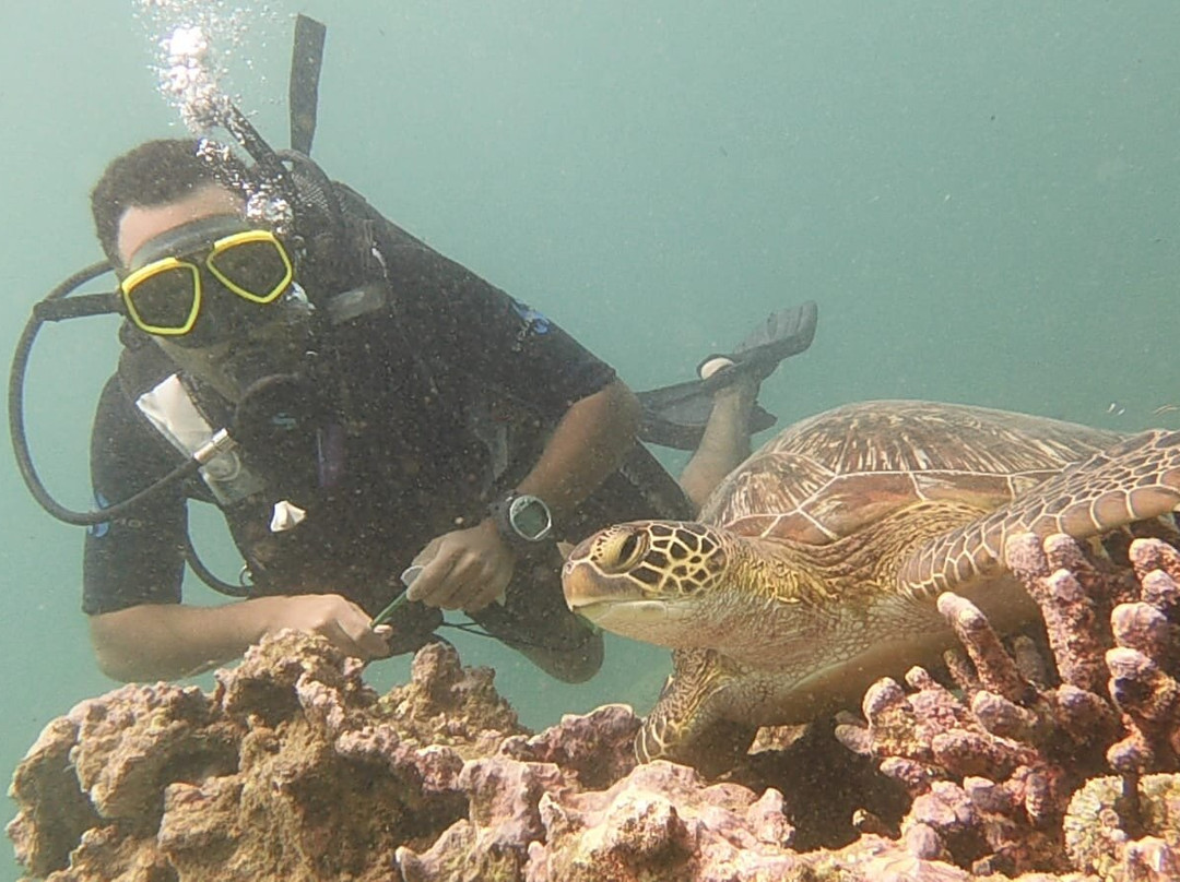 Turtle Dive- and Watersport Center-瓦塔木必去景点