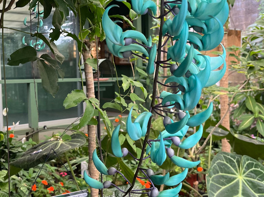 Spirogyra Butterfly Garden-圣何塞必去景点