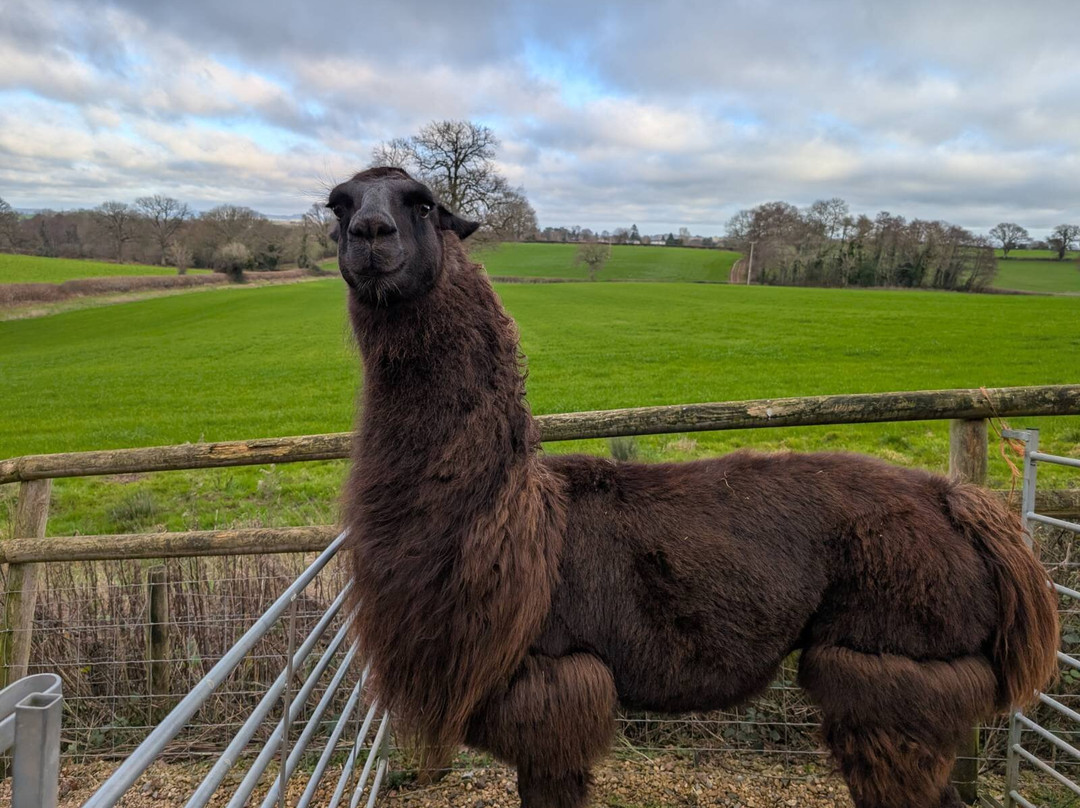Briery Hill Llamas-Kilcot必去景点