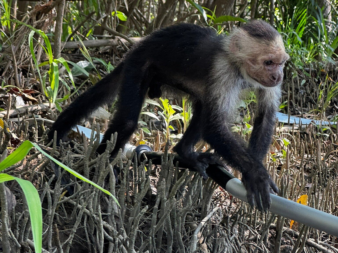 Manuel Antonio Mangrove Tours Cr-克波斯必去景点