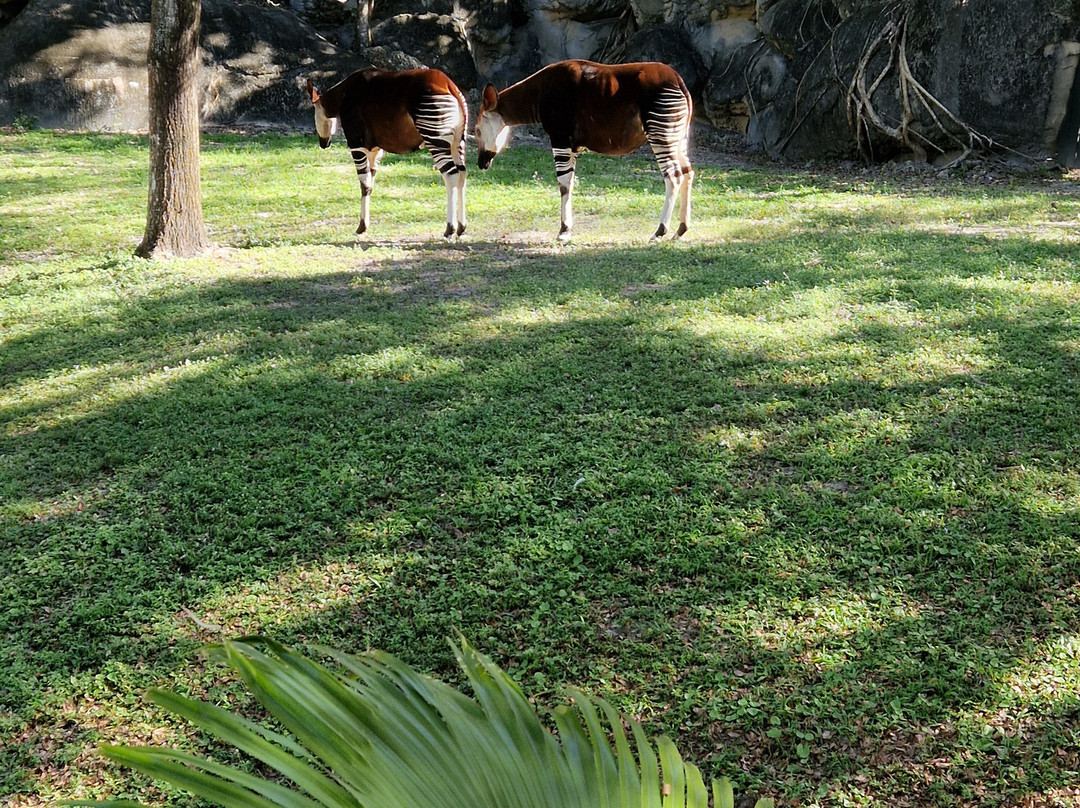 迈阿密动物园-迈阿密必去景点
