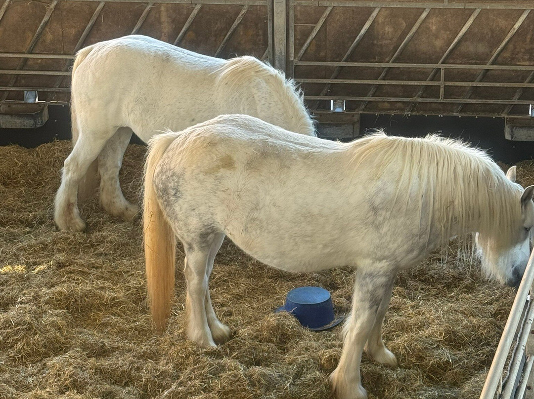 Cannon Hall Farm-Cawthorne必去景点
