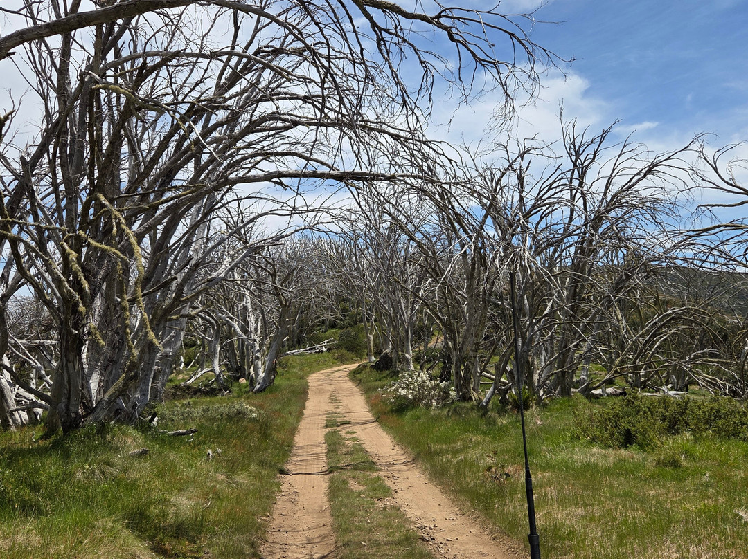 High Country Scenic Tours-曼斯菲尔德必去景点