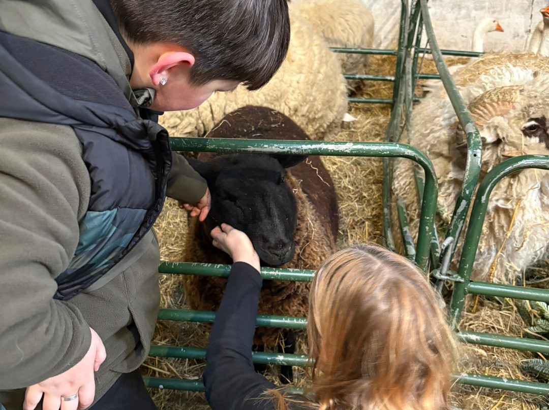 Kinedale Donkeys-Ballynahinch必去景点
