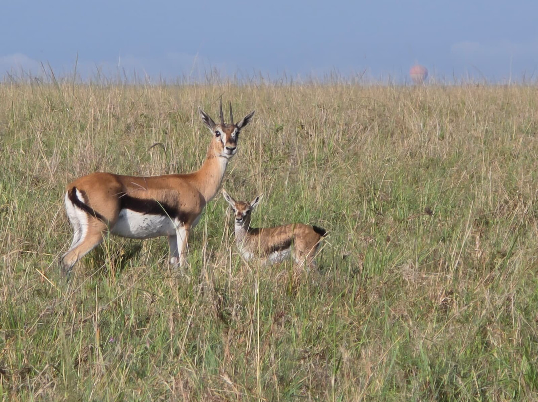 Max Discovery Kenya-瓦塔木必去景点