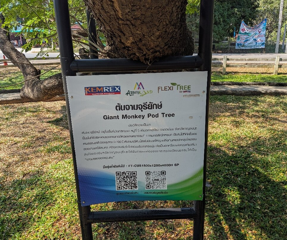 Giant Tree Kanchanaburi-北碧必去景点