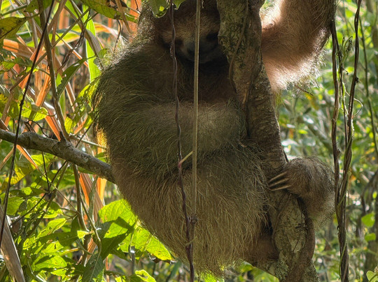 Rio Celeste Blue Adventures-Tenorio Volcano National Park必去景点