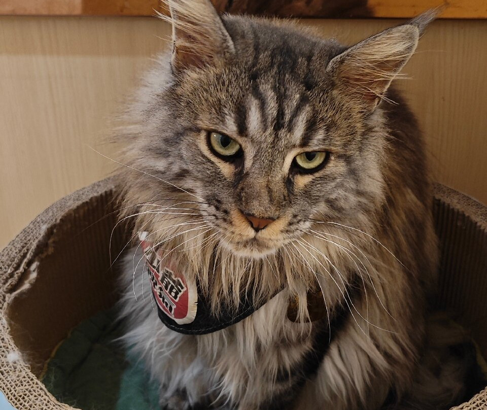 猫之茶房-香港必去景点