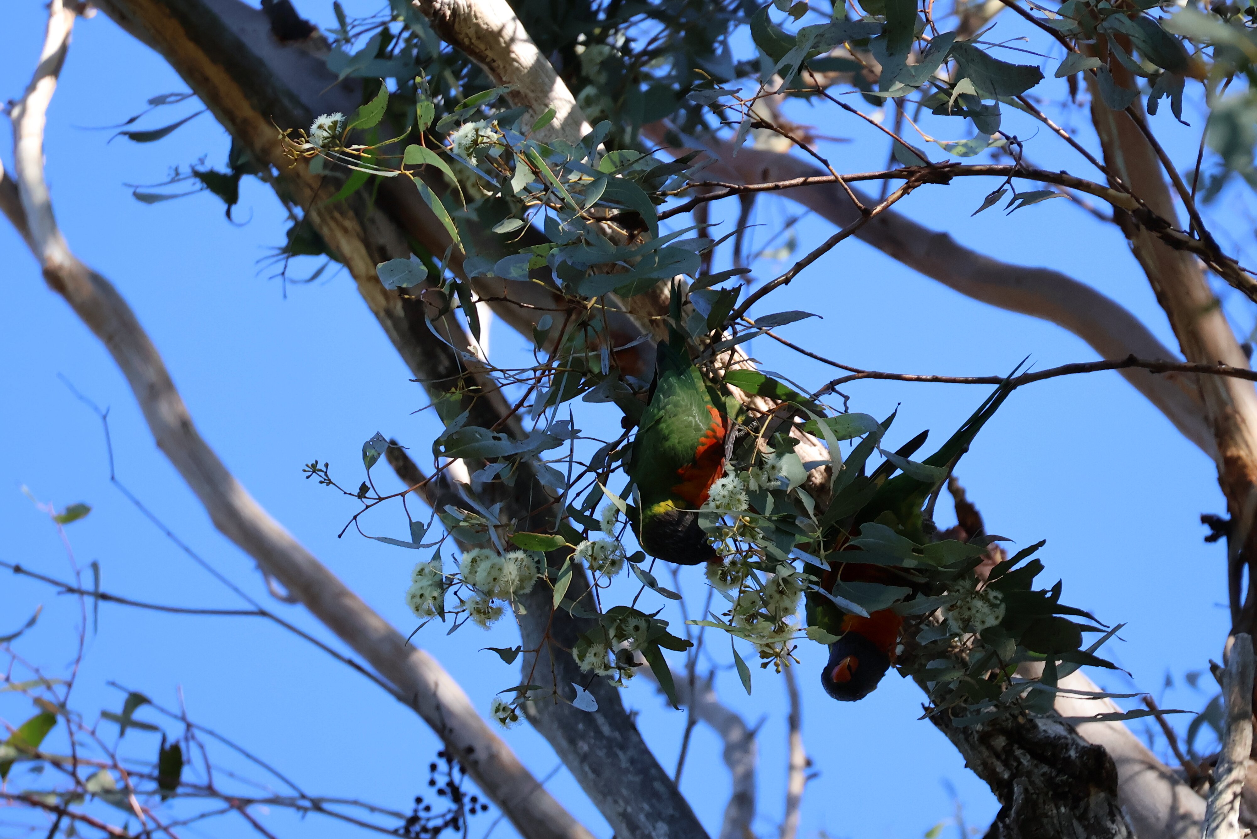 Girraween Country Inn-官方