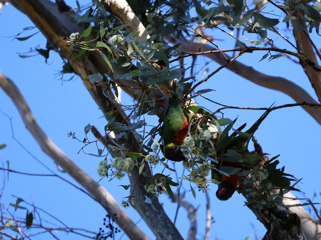 Girraween Country Inn主图