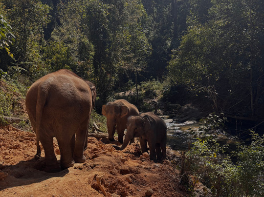 Blue Daily Elephant Care Sanctuary-清迈必去景点