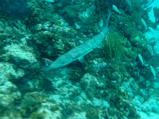 Stingray Sailing-大开曼岛必去景点