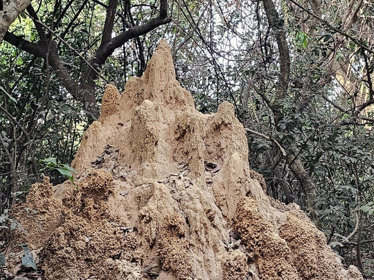Abuko Nature Reserve-班竹必去景点