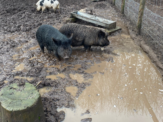 Kew Little Pigs Farm Ltd-Amersham必去景点