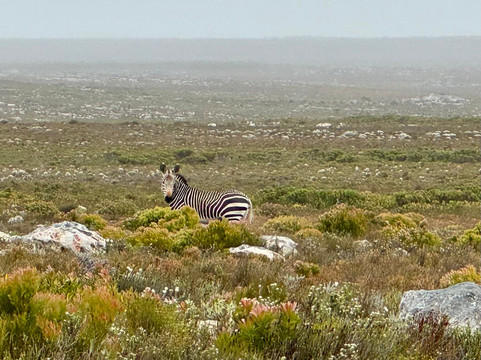 FS Tours - Day Tours-Kenilworth必去景点