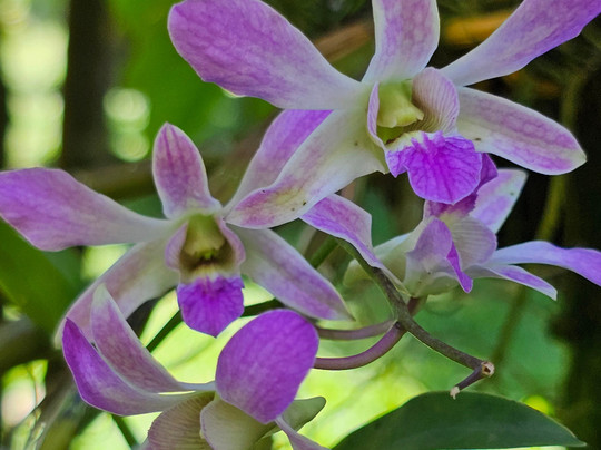 National Orchid Garden-莫尔兹比港必去景点